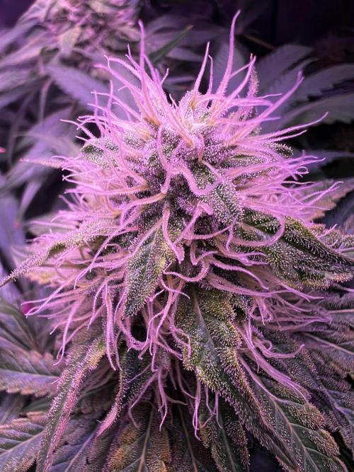 La Bomba !!!. Week 10