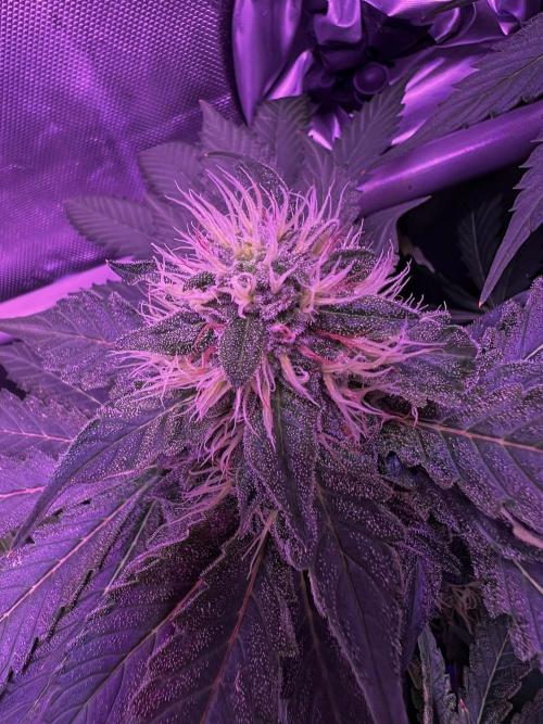 La Bomba !!!. Week 10