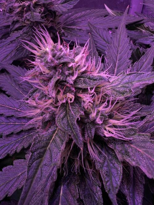 La Bomba !!!. Week 10