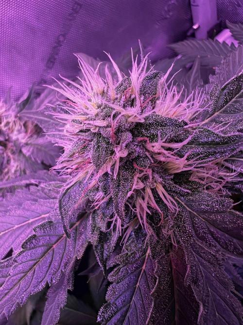 La Bomba !!!. Week 10