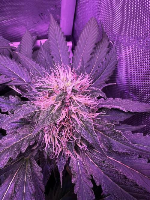 La Bomba !!!. Week 10