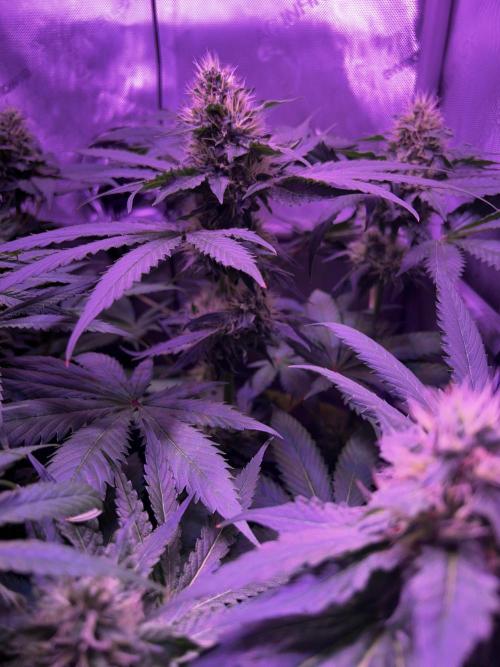 La Bomba !!!. Week 10