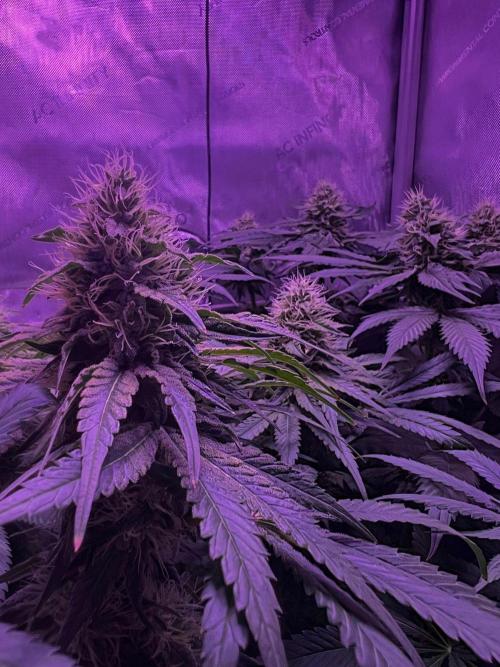 La Bomba !!!. Week 10