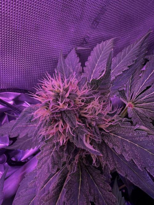 La Bomba !!!. Week 10