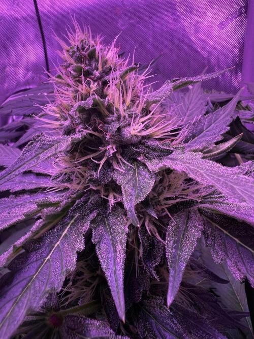La Bomba. Week 10