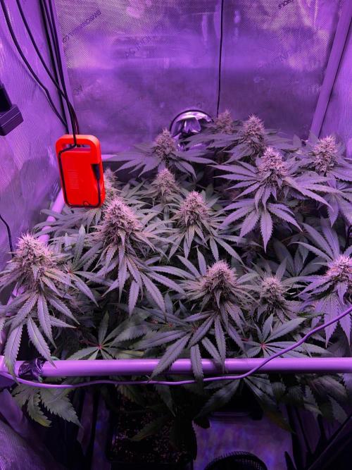 La Bomba !!!. Week 11