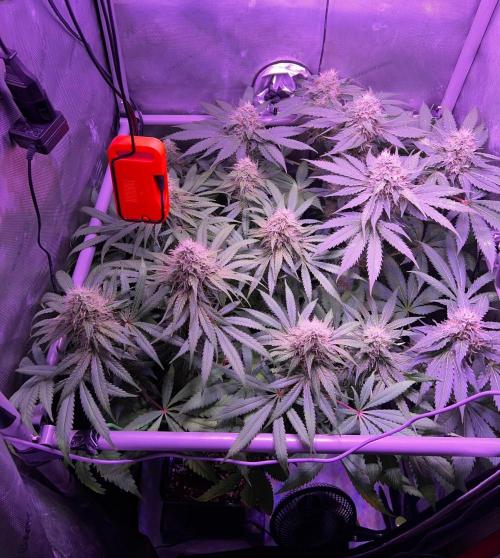 La Bomba !!!. Week 11