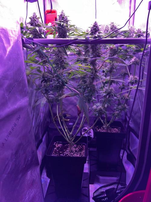 La Bomba !!!. Week 11