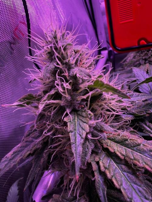 La Bomba !!!. Week 11