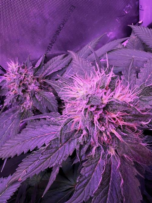 La Bomba !!!. Week 11