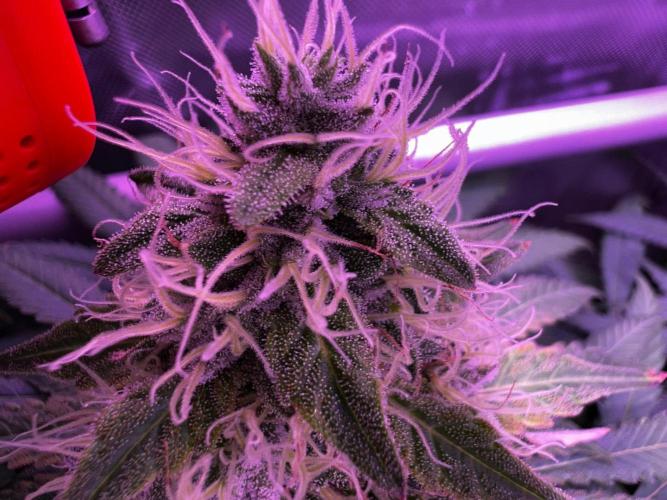La Bomba !!!. Week 11