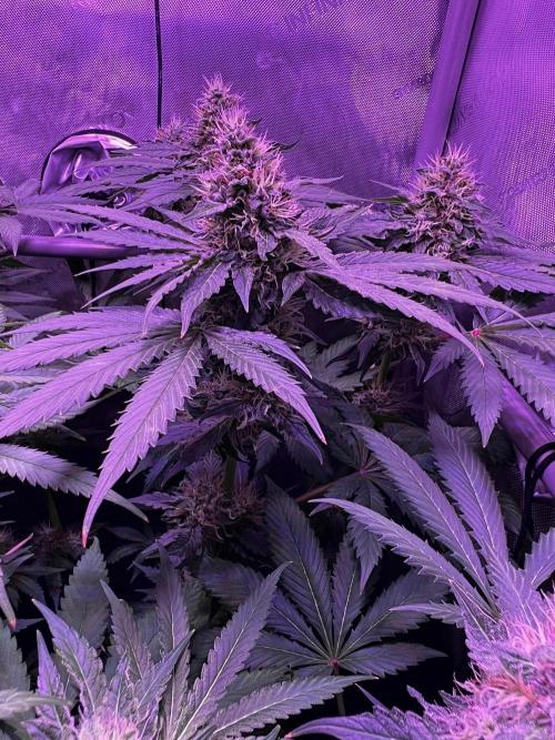 La Bomba !!!. Week 11
