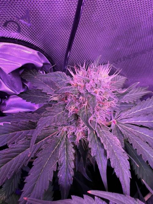 La Bomba !!!. Week 11