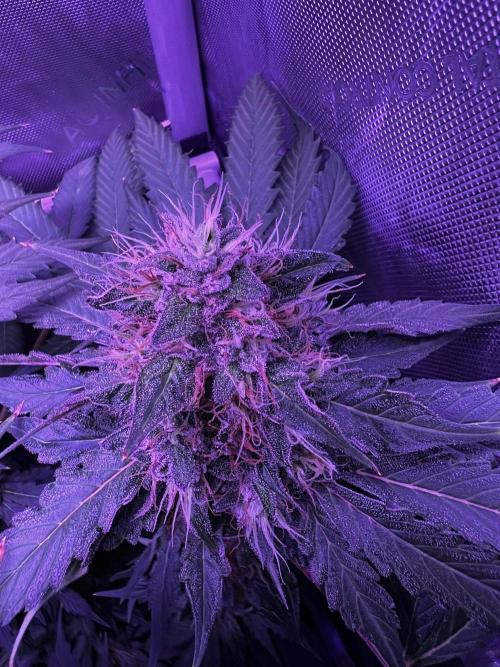 La Bomba !!!. Week 12