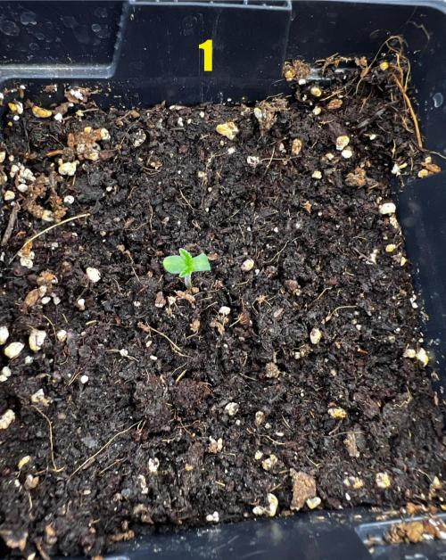 Blue Zushi Free Seed!. Week 1