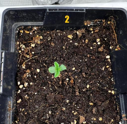 Blue Zushi Free Seed!. Week 1