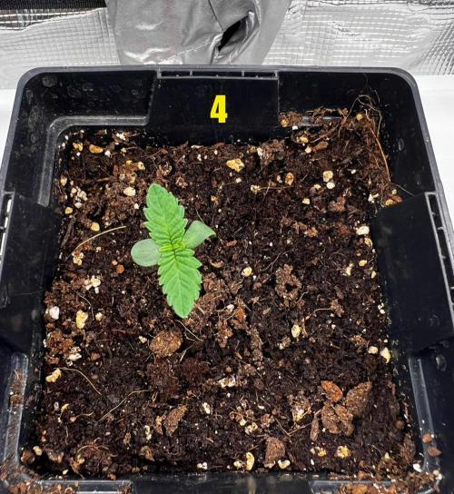 Blue Zushi Free Seed!. Week 1