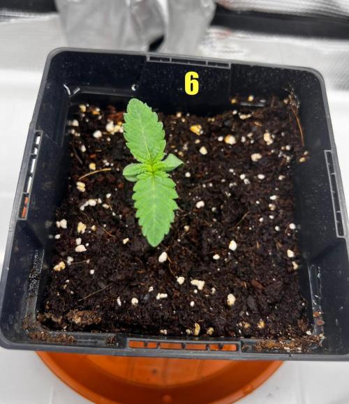 Blue Zushi Free Seed!. Week 1