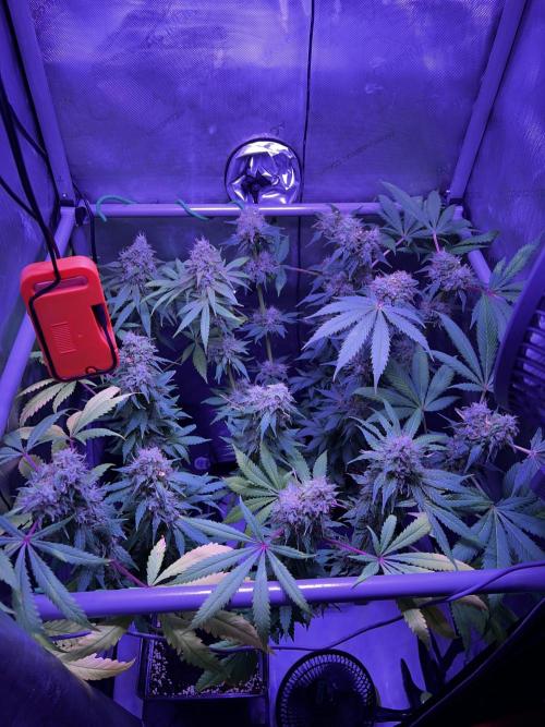 La Bomba !!!. Week 13