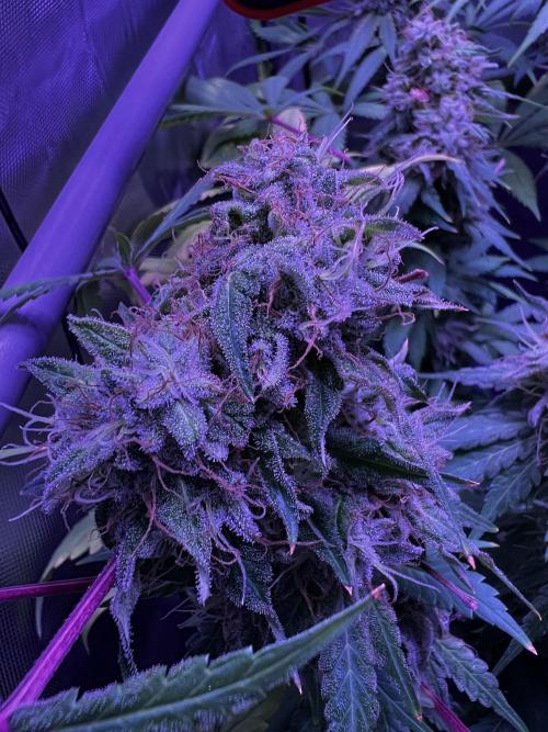 La Bomba !!!. Week 13