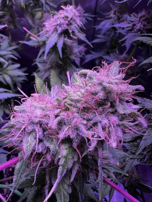 La Bomba !!!. Week 13