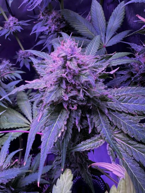 La Bomba !!!. Week 13