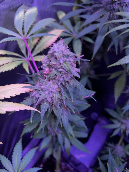 La Bomba !!!. Week 13