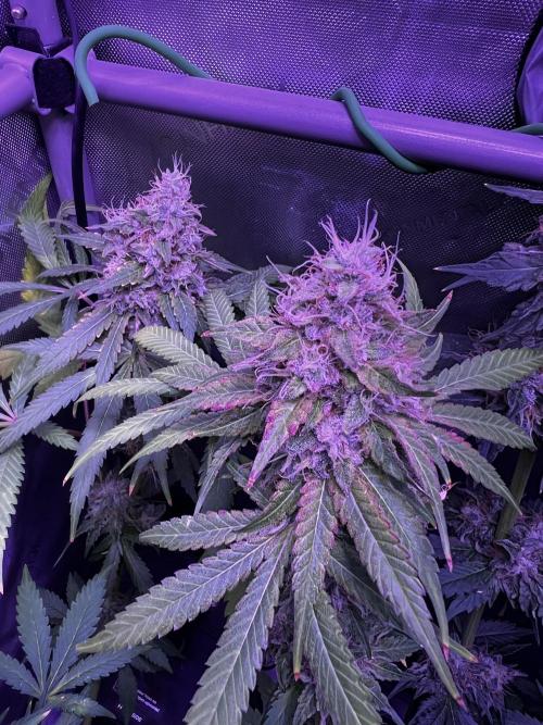 La Bomba !!!. Week 13