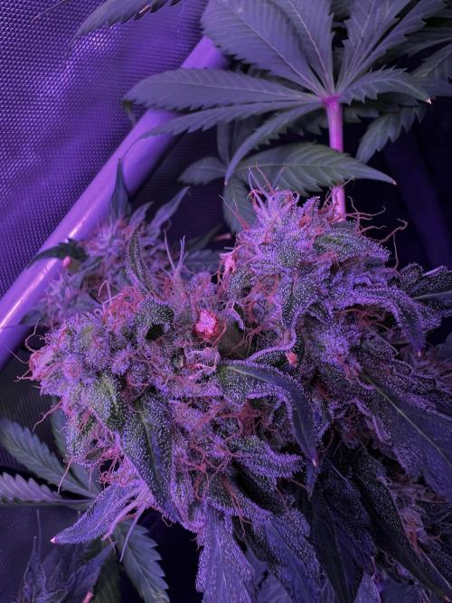 La Bomba !!!. Week 13