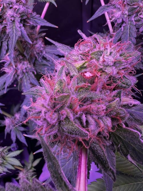 La Bomba !!!. Week 13