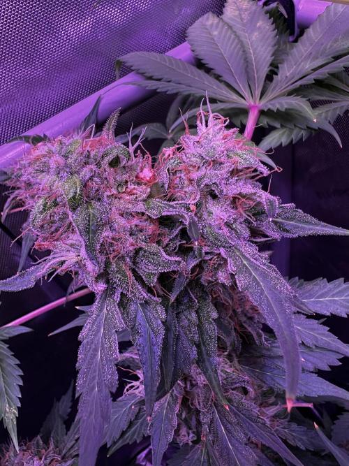 La Bomba !!!. Week 13