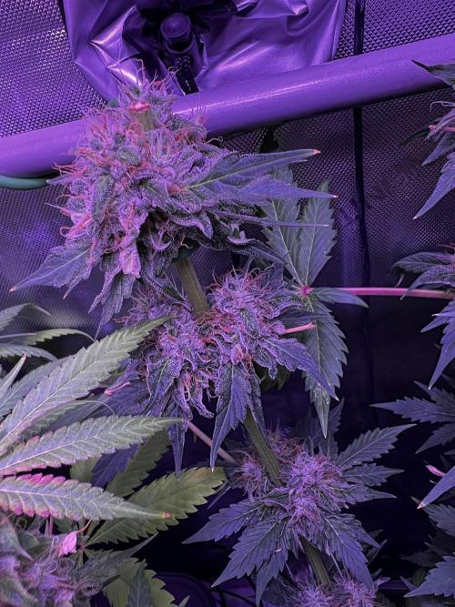 La Bomba !!!. Week 13