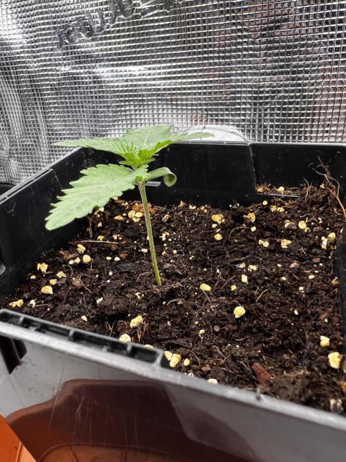 Blue Zushi Free Seed!. Week 2