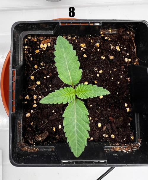 Blue Zushi Free Seed!. Week 2