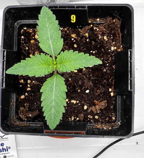 Blue Zushi Free Seed!. Week 2