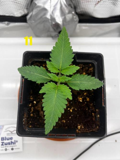 Blue Zushi Free Seed!. Week 2