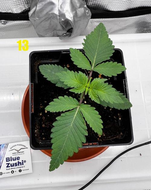 Blue Zushi Free Seed!. Week 2