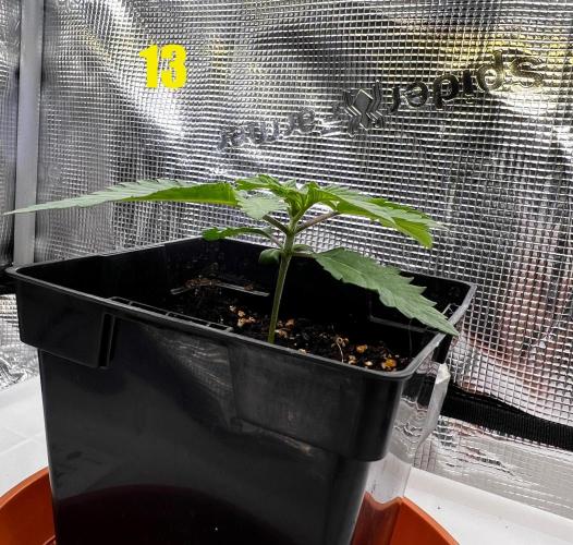 Blue Zushi Free Seed!. Week 2
