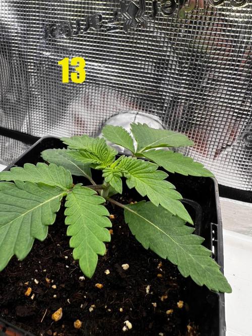 Blue Zushi Free Seed!. Week 2