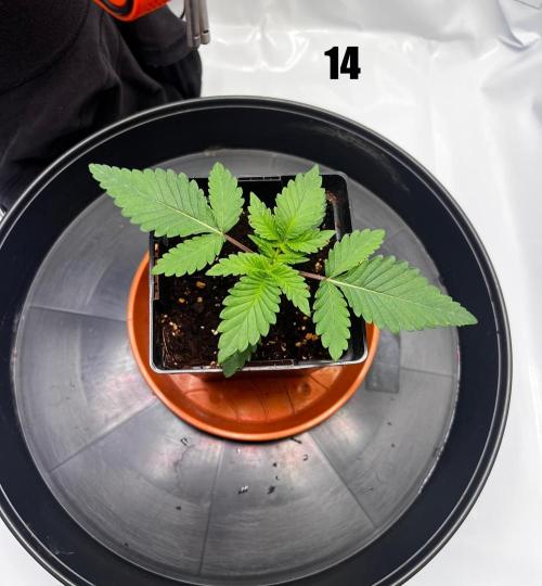 Blue Zushi Free Seed!. Week 2