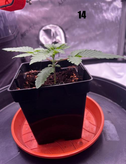 Blue Zushi Free Seed!. Week 2