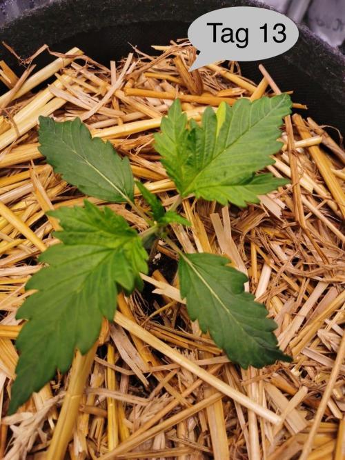 Apricot Auto. Week 2