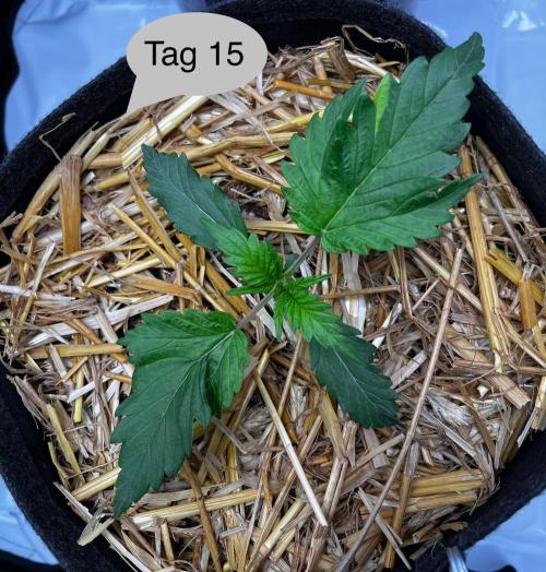 Apricot Auto. Week 3