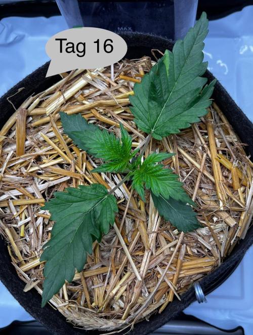 Apricot Auto. Week 3