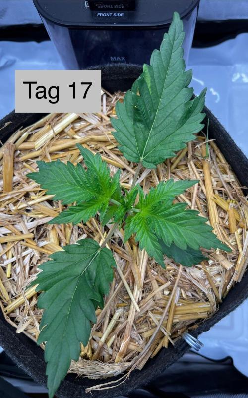 Apricot Auto. Week 3