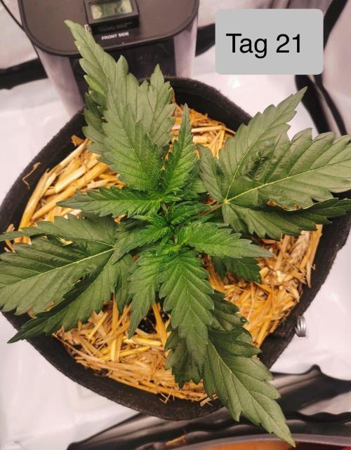 Apricot Auto. Week 3