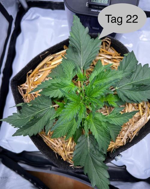Apricot Auto. Week 4