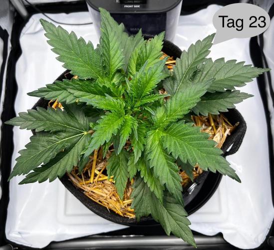 Apricot Auto. Week 4