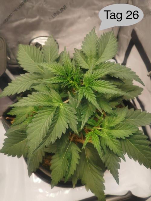 Apricot Auto. Week 4