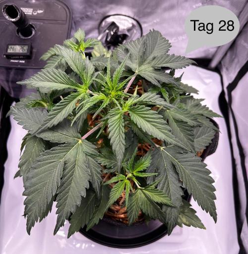 Apricot Auto. Week 4